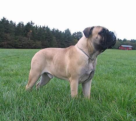 Bullmastiff Goya*elsker dig min skat* - oktober 2006 billede 13