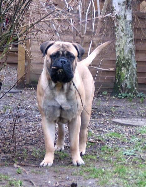 Bullmastiff Goya*elsker dig min skat* - januar 2007...lækker babe.. billede 14
