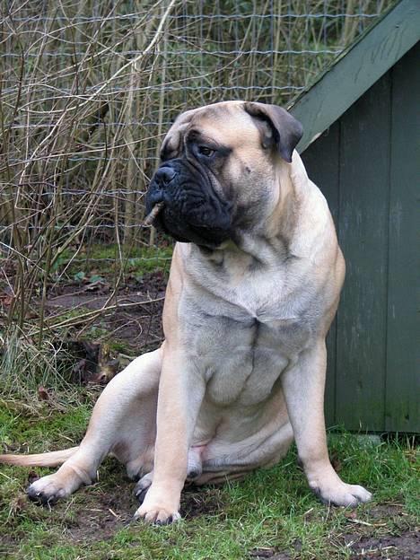 Bullmastiff Goya*elsker dig min skat* - Goya´s nytårsfortsæt...Stop rygning! billede 15