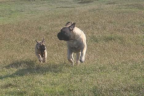 Bullmastiff Goya*elsker dig min skat* - er du med endnu? billede 16