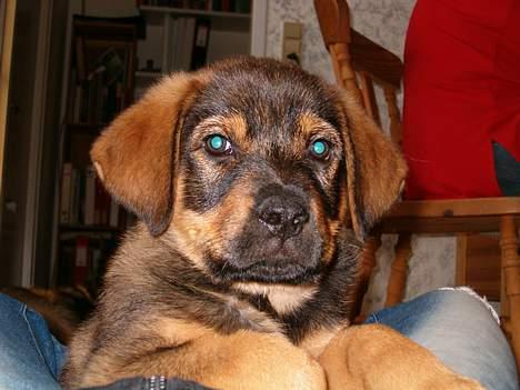 Blanding af racer Bjørn - "hejsa" billede 11