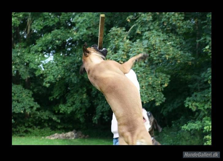 Bullmastiff Zera - Jeg haarr deeennn..... billede 12