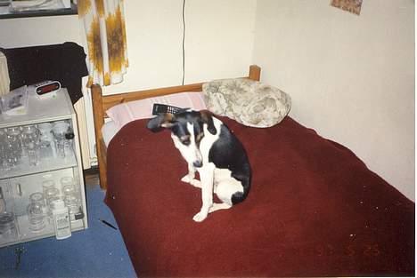 Blanding af racer Molly(DØD) - Molly sidder på min redte seng HAHA billede 11