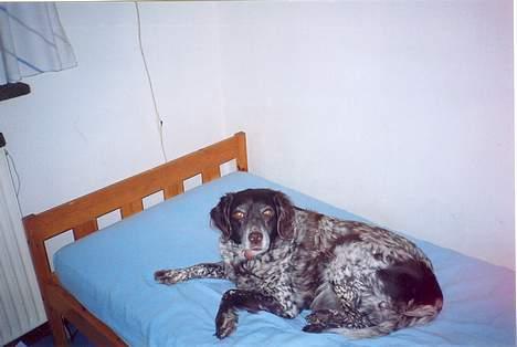 Kleiner münsterländer Linca(DØD) - Linca kigger på mig godartet kræftknude på kæben billede 1