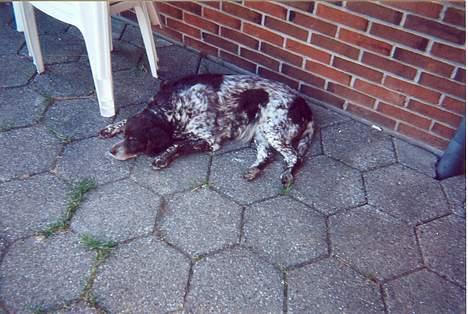 Kleiner münsterländer Linca(DØD) - Linca slapper af på fliserne billede 2