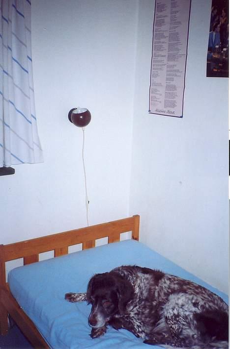 Kleiner münsterländer Linca(DØD) - Linca sover i min seng billede 3