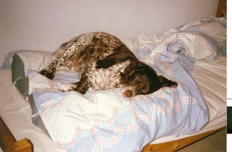 Kleiner münsterländer Linca(DØD) - Fanget i min seng billede 4