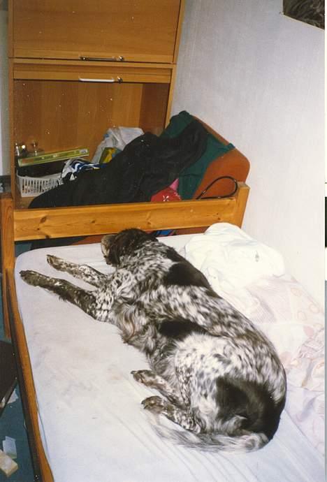 Kleiner münsterländer Linca(DØD) - Linca snuer den i min uredte seng billede 5