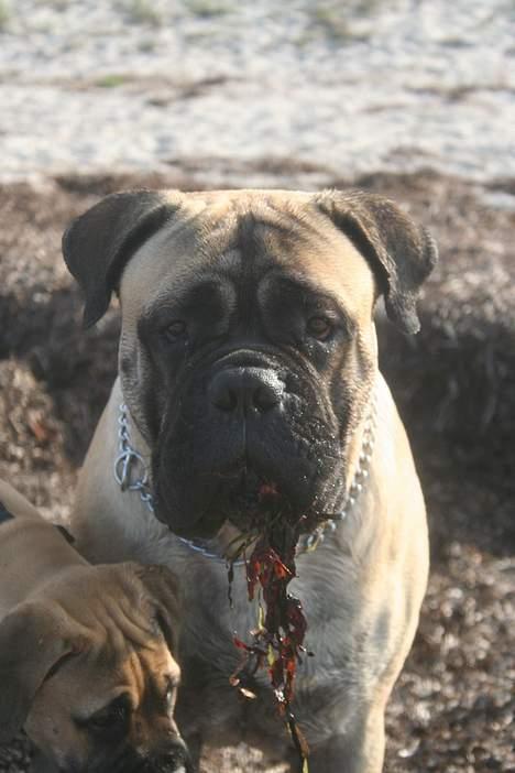 Bullmastiff Goya*elsker dig min skat* - sushi food billede 17