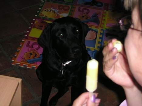 Labrador retriever Bess - Kom nu, bare en lille bid... billede 1