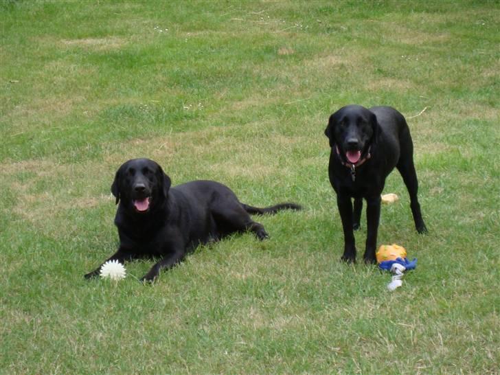 Labrador retriever Bess - årh livet er skønt. billede 2