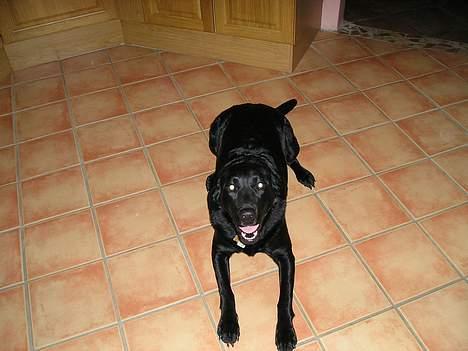Labrador retriever Bess billede 3