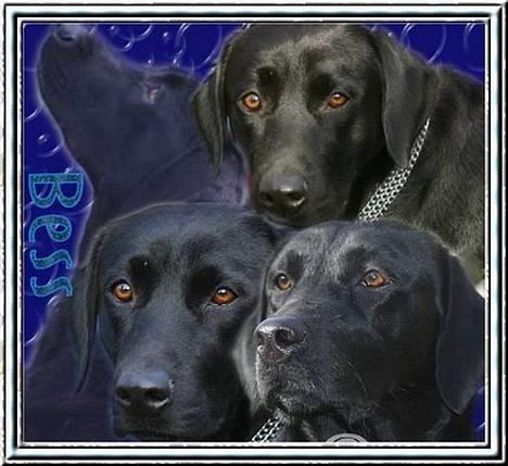 Labrador retriever Bess - Lavet af Eline K billede 4