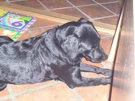 Labrador retriever Bess - Hvor blev min bold af ??? billede 5