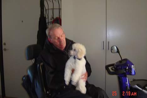 Dværgpuddel Lunde - Ud og køre. billede 4