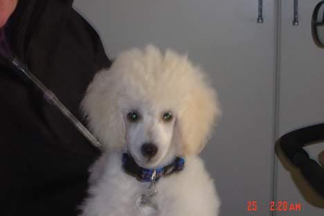 Dværgpuddel Lunde - Hej med jer ! billede 5