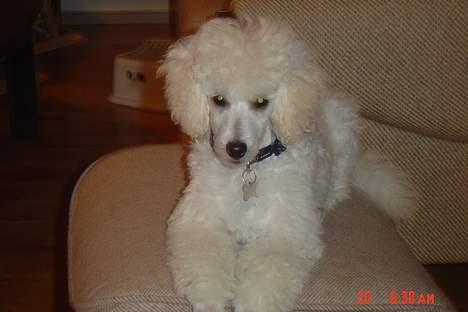 Dværgpuddel Lunde billede 6