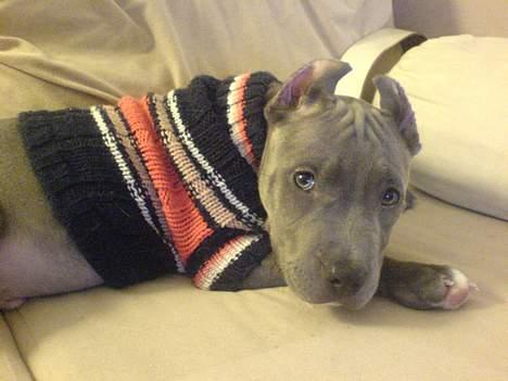 Amerikansk staffordshire terrier Chico billede 7