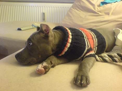 Amerikansk staffordshire terrier Chico billede 8