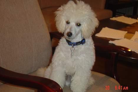 Dværgpuddel Lunde billede 7