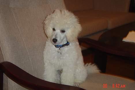 Dværgpuddel Lunde billede 8