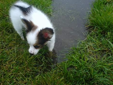 Papillon Chico R.I.P. 2011 - Vandpyt, ihh, lidt koldt ! billede 8