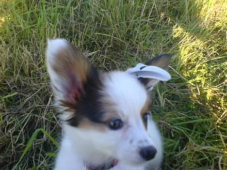 Papillon Chico R.I.P. 2011 - Se jeg har en fjer i håret!  :) billede 9