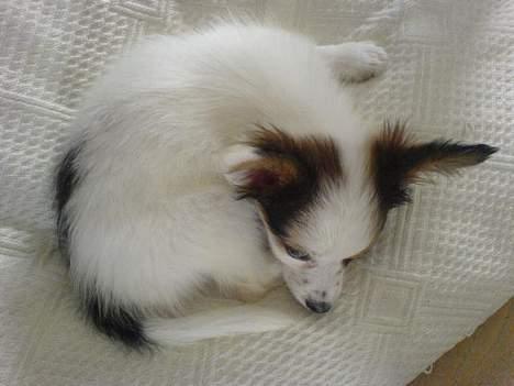 Papillon Chico R.I.P. 2011 - Ligger på en dejlig stor pude :) billede 10