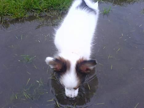 Papillon Chico R.I.P. 2011 - Det er da skønt når man først kommet i... hehe billede 11