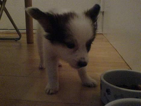 Papillon Chico R.I.P. 2011 - Se min mad... billede 12