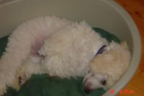 Dværgpuddel Lunde billede 9