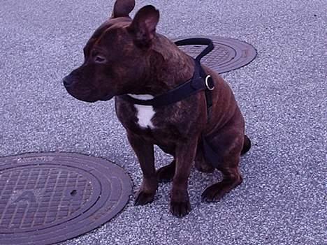 Staffordshire bull terrier "Zezar"   billede 11