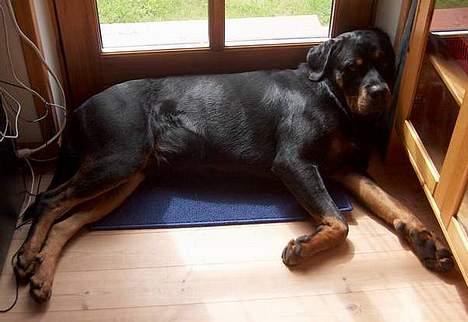 Rottweiler Mikki <'''3 - Så er vi SIKKER på MIkkI er her <´´´3 billede 1