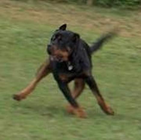 Rottweiler Mikki <'''3 - På flugt :p billede 2