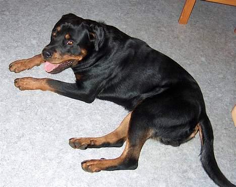 Rottweiler Mikki <'''3 - Miikki <´´3  Miin Skaath <´´3 billede 3