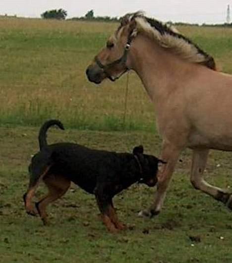 Rottweiler Mikki <'''3 - Vuff, Vuff billede 4