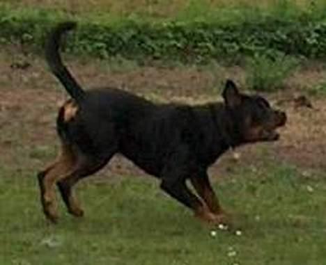 Rottweiler Mikki <'''3 - WOW !!! - Så ka´ du lære det ! :D billede 5