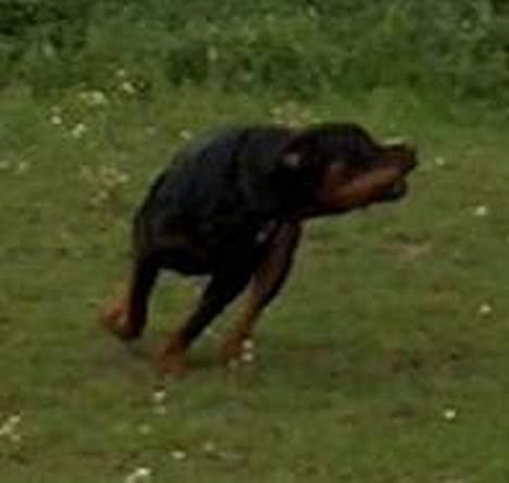 Rottweiler Mikki <'''3 - Uhaa, han ka´ se farlig ud :D billede 6