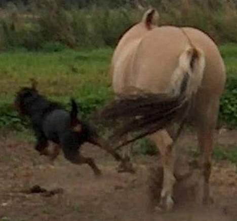 Rottweiler Mikki <'''3 - I fuld fart, hesten er jo farlig, maan ! (: billede 7