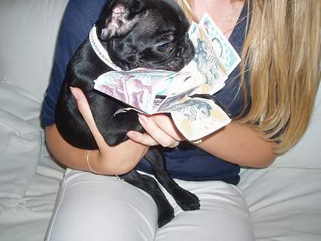 Fransk bulldog Fiona billede 16