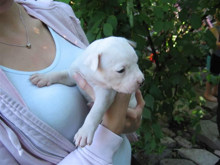 Amerikansk bulldog VBA's Coco Chanel - Malou billede 2