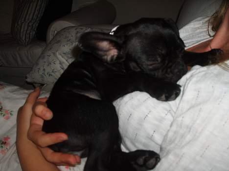 Fransk bulldog Fiona billede 17