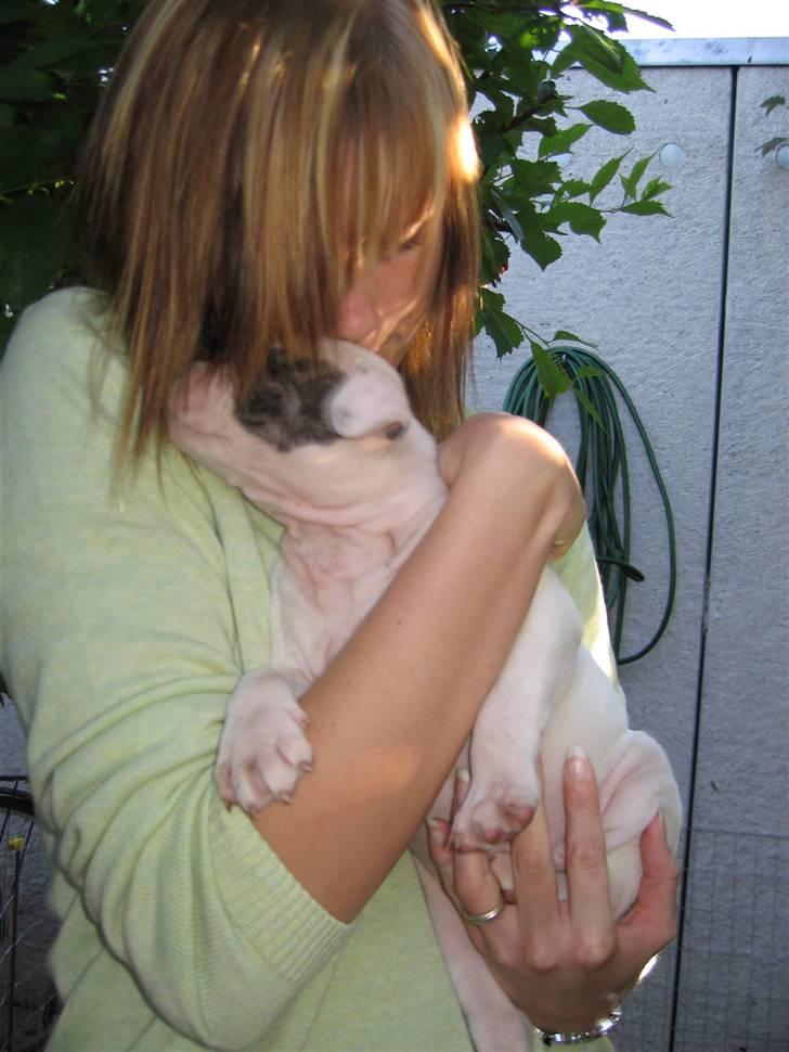 Amerikansk bulldog VBA's Coco Chanel - Malou billede 3