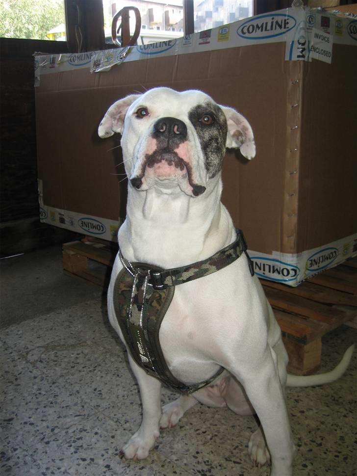 Amerikansk bulldog VBA's Coco Chanel - Malou billede 4