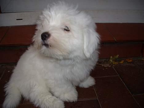 Coton de tulear Oscar - Oscar 11 uger billede 2