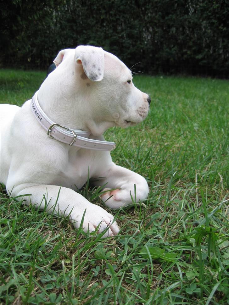 Amerikansk bulldog VBA's Coco Chanel - Malou billede 5