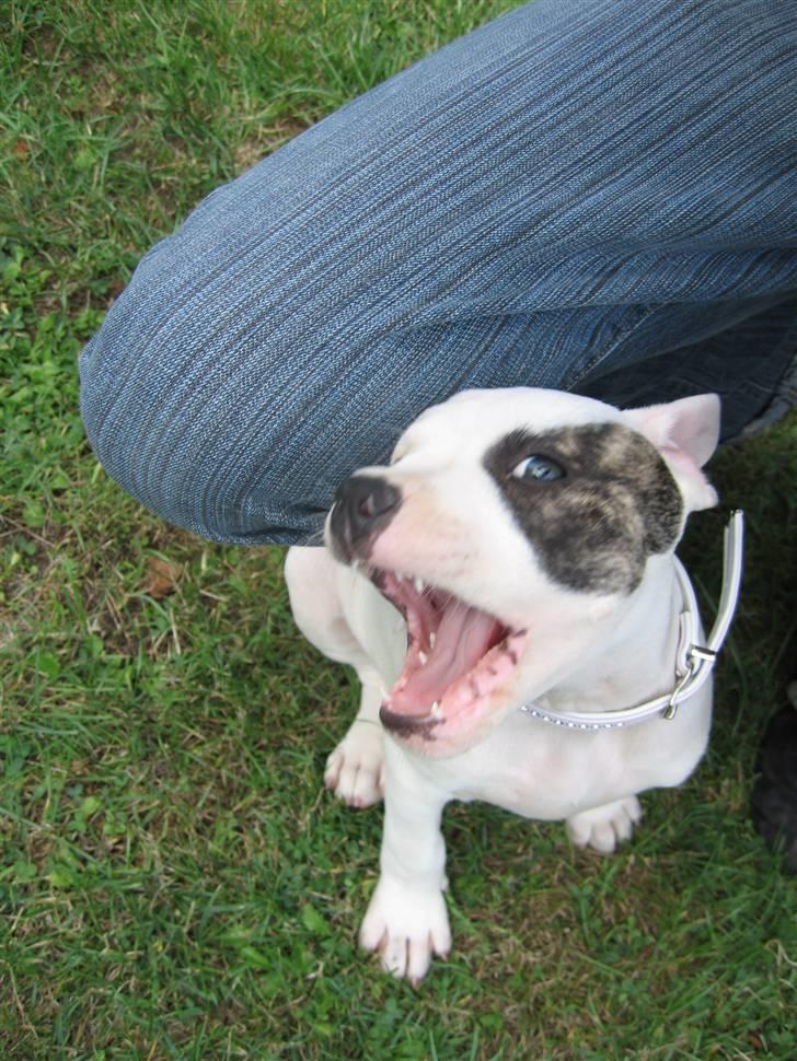 Amerikansk bulldog VBA's Coco Chanel - Malou billede 6