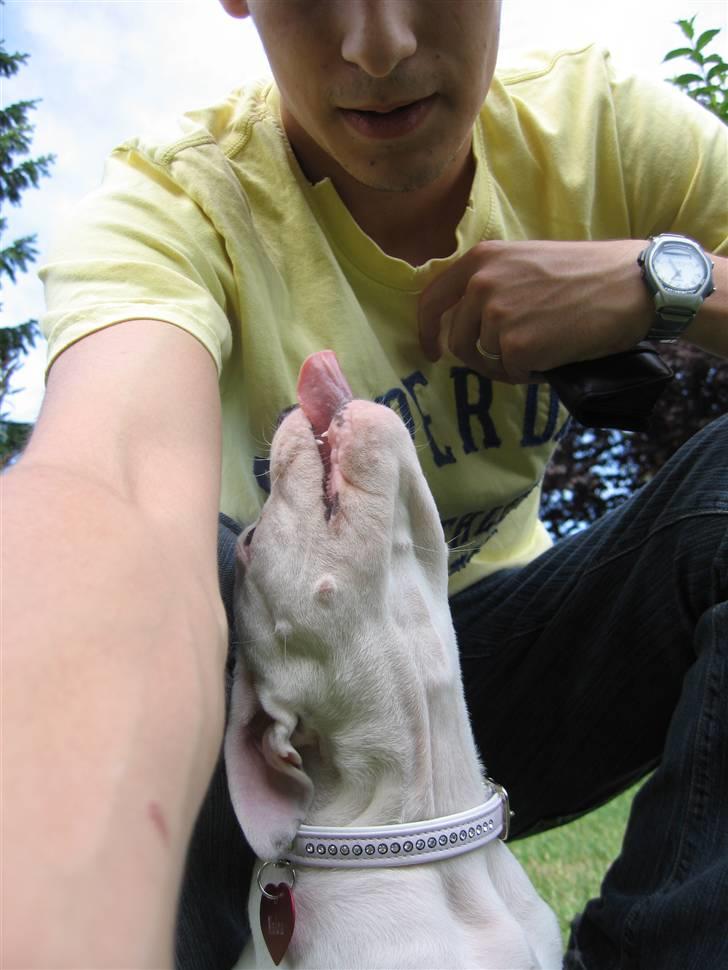 Amerikansk bulldog VBA's Coco Chanel - Malou billede 7