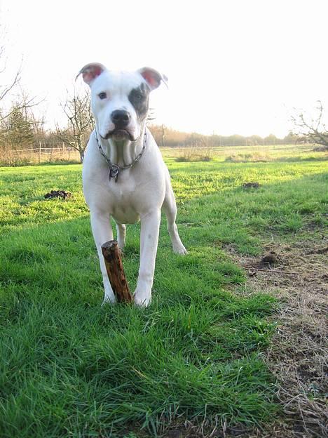 Amerikansk bulldog VBA's Coco Chanel - Malou billede 8