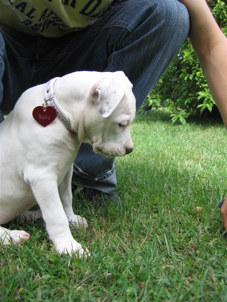 Amerikansk bulldog VBA's Coco Chanel - Malou billede 9